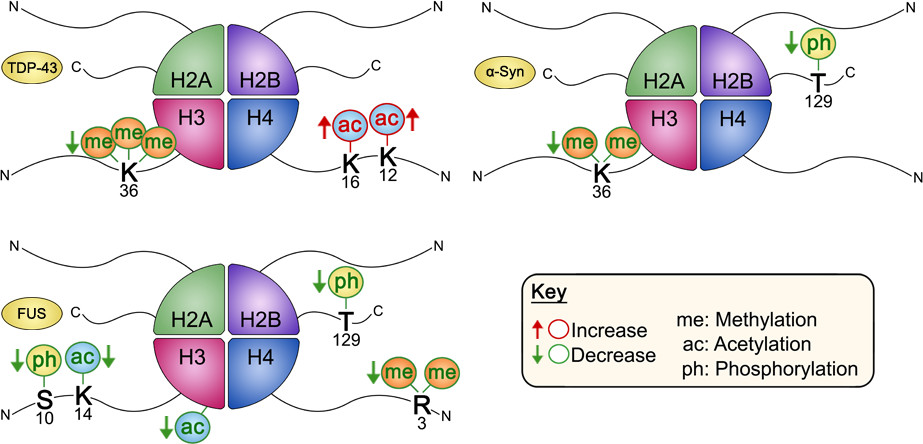 Figure adapted from “Neurodegenerative Disease Proteinopathies Are Connected to Distinct Histone Post-translational Modification Landscapes” by Karen Chen, Seth A. Bennett, Navin Rana, Huda Yousuf, Mohamed Said, Sadiqa Taaseen, Natalie Mendo, Steven M. Meltser, and Mariana P. Torrente, ACS Chemical Neuroscience 2018 9 (4), 838-848