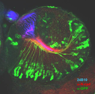 Marking neurons in the Drosophila brain.