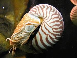 The living fossil, Nautilus pompilius (Chambered Nautilus), is the only externally shelled cephalopod mollusk.
