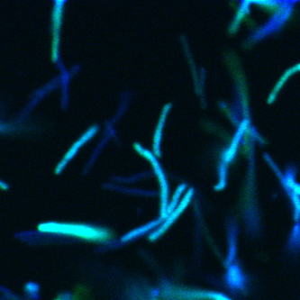 Mycobacterium smegmatis cells expressing blue and green fluorescent proteins