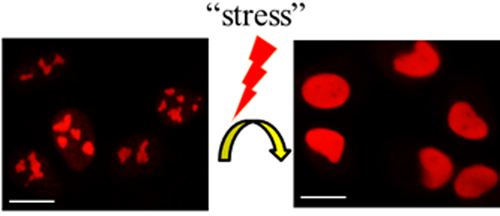 Nucleolin exits from nucleoli during cellular response to stress, controlling gene expression. Scale bar represents 10 µm.