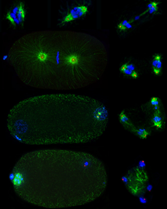 High-resolution images of dividing C. elegans oocytes, spermatocytes, and embryos. DNA in blue, microtubule-based spindle in green and centrioles in red.