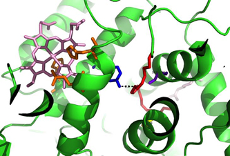Cartoon diagram of the active site of sheep cyclooxygenase, showing its substrate arachidonic acid, prosthetic group heme, and important functional residues.