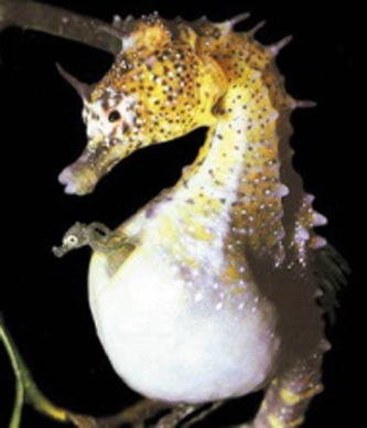 Male pregnancy in the seahorse. Seahorse males have evolved complex organs for protecting, aerating and nourishing their offspring.