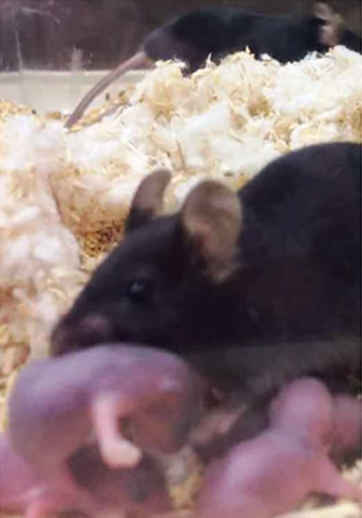 Motherhood is not easy. What this mom eats affects her pups in the long term.