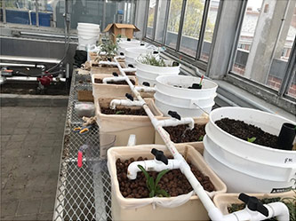 View of two different growing conditions, soil based vs 'permaponics'