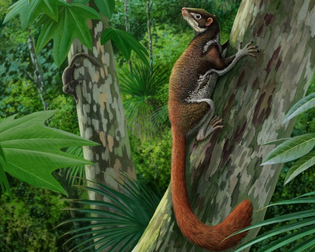 Mixodectes pungens (Illustration by Andrey Atuchin)