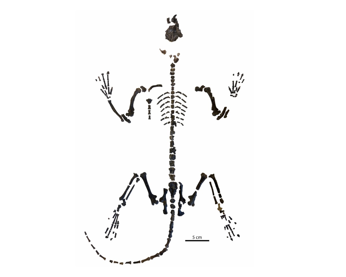 Mixodectes pungens skeleton(Photo by Stephen Chester)